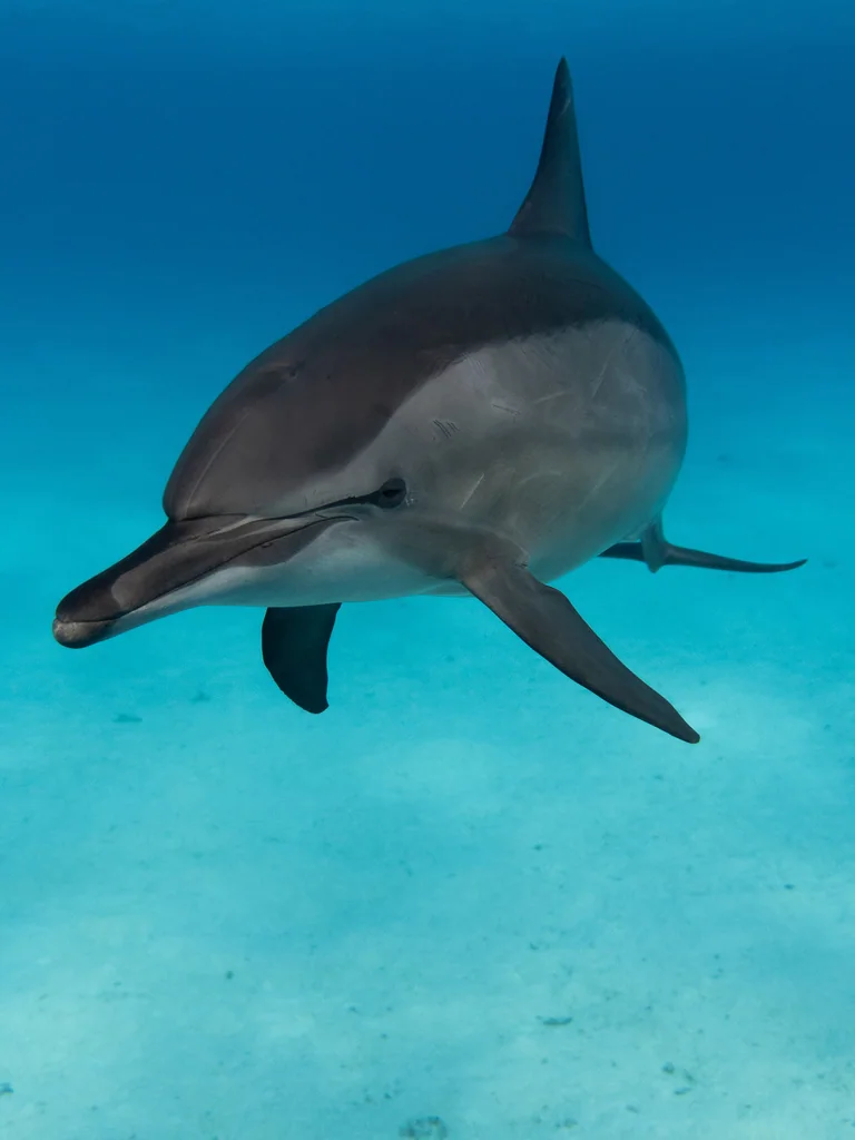 Spinner Dolphin