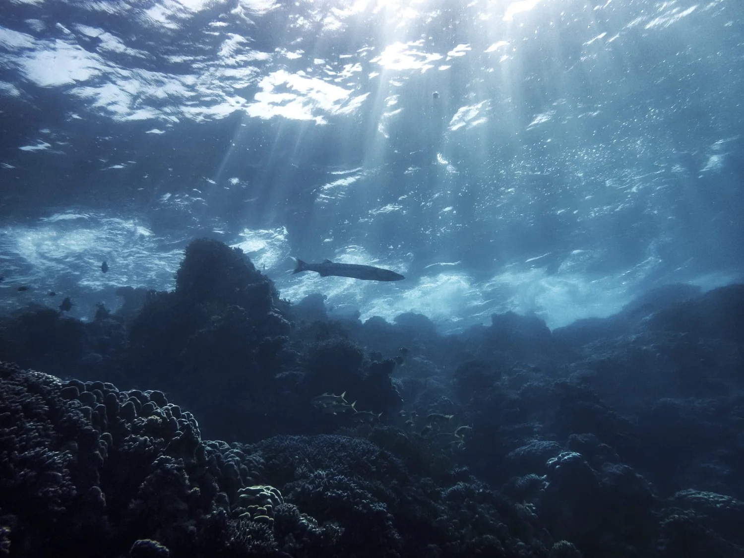 Great Barracuda in the Red Sea, photographed by Yaseen El-Beltagy