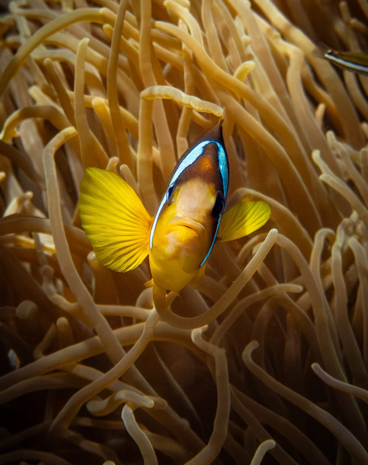 Clownfish in the Red Sea, photographed by Yaseen El-Beltagy