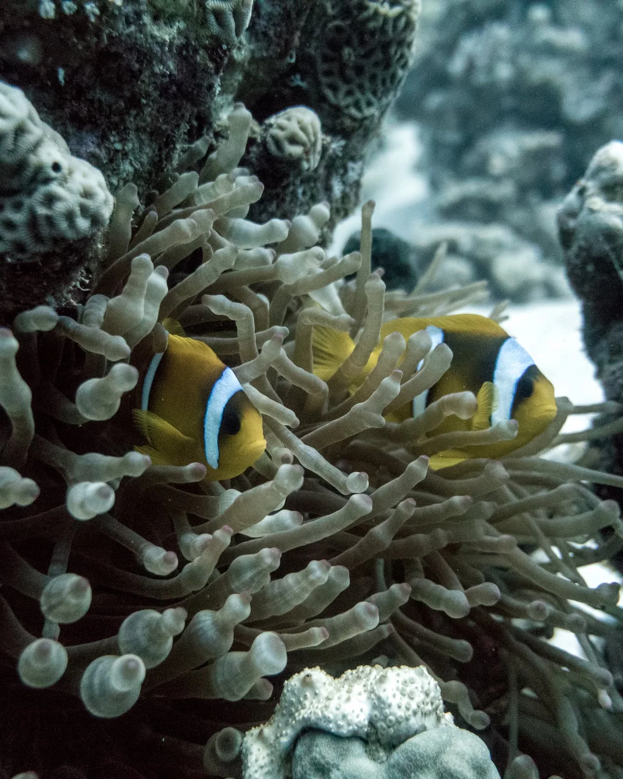 Clownfish in the Red Sea, photographed by Ali Labib