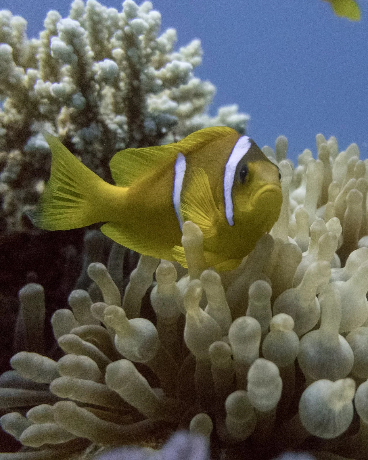 Clownfish in the Red Sea, photographed by Ali Labib