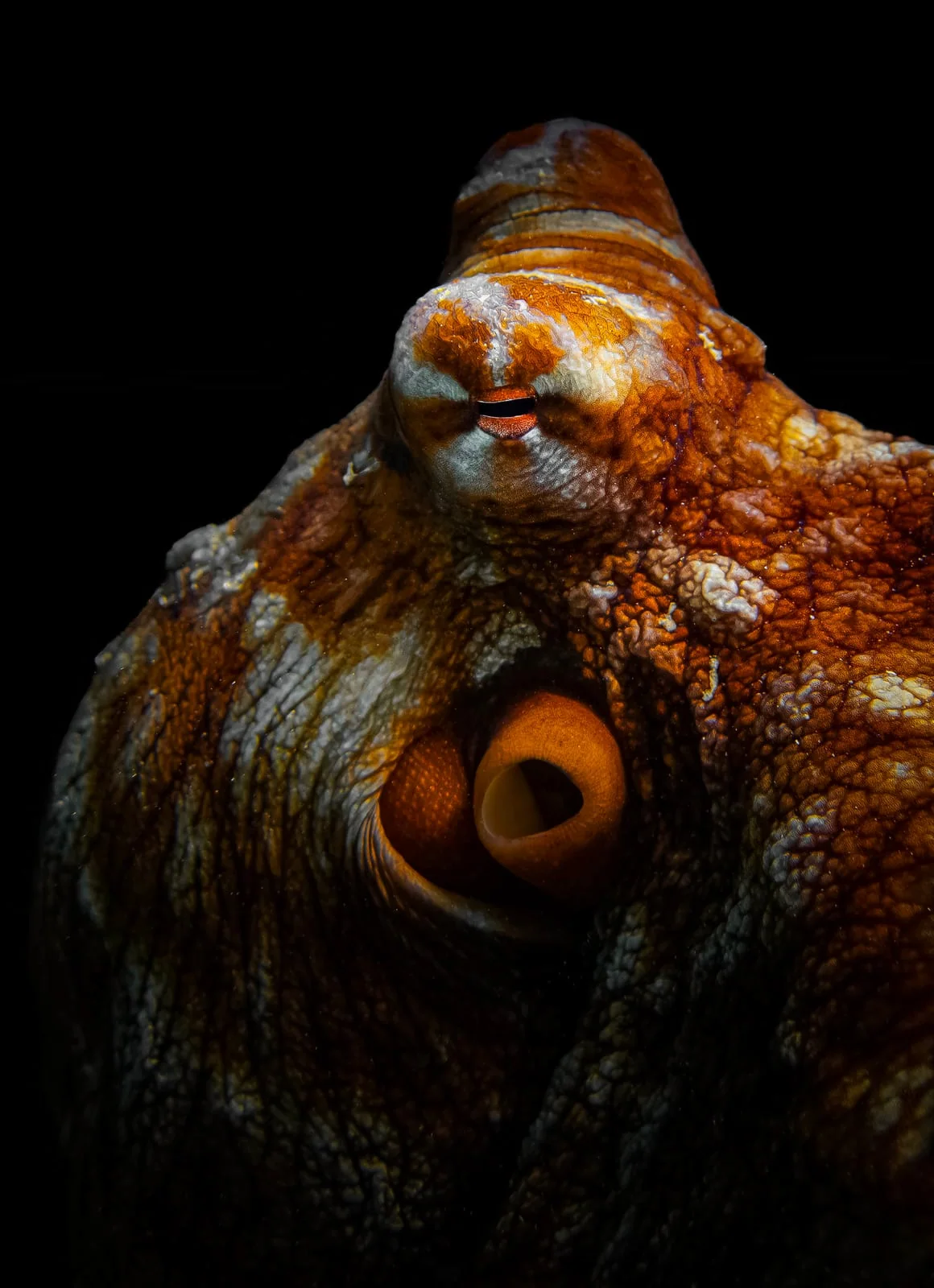 Day Octopus in the Red Sea, photographed by Yaseen El-Beltagy