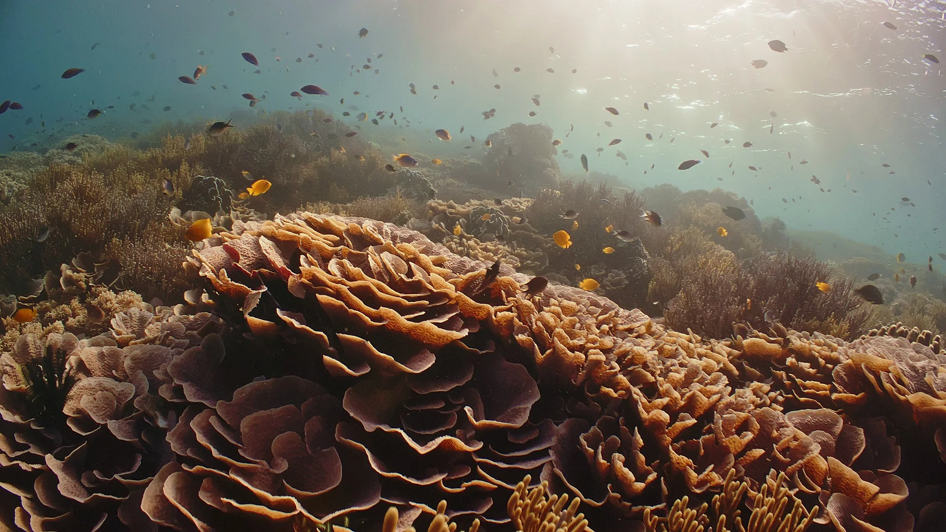 A dense Red Sea reef of plate and branching corals with anthias above it