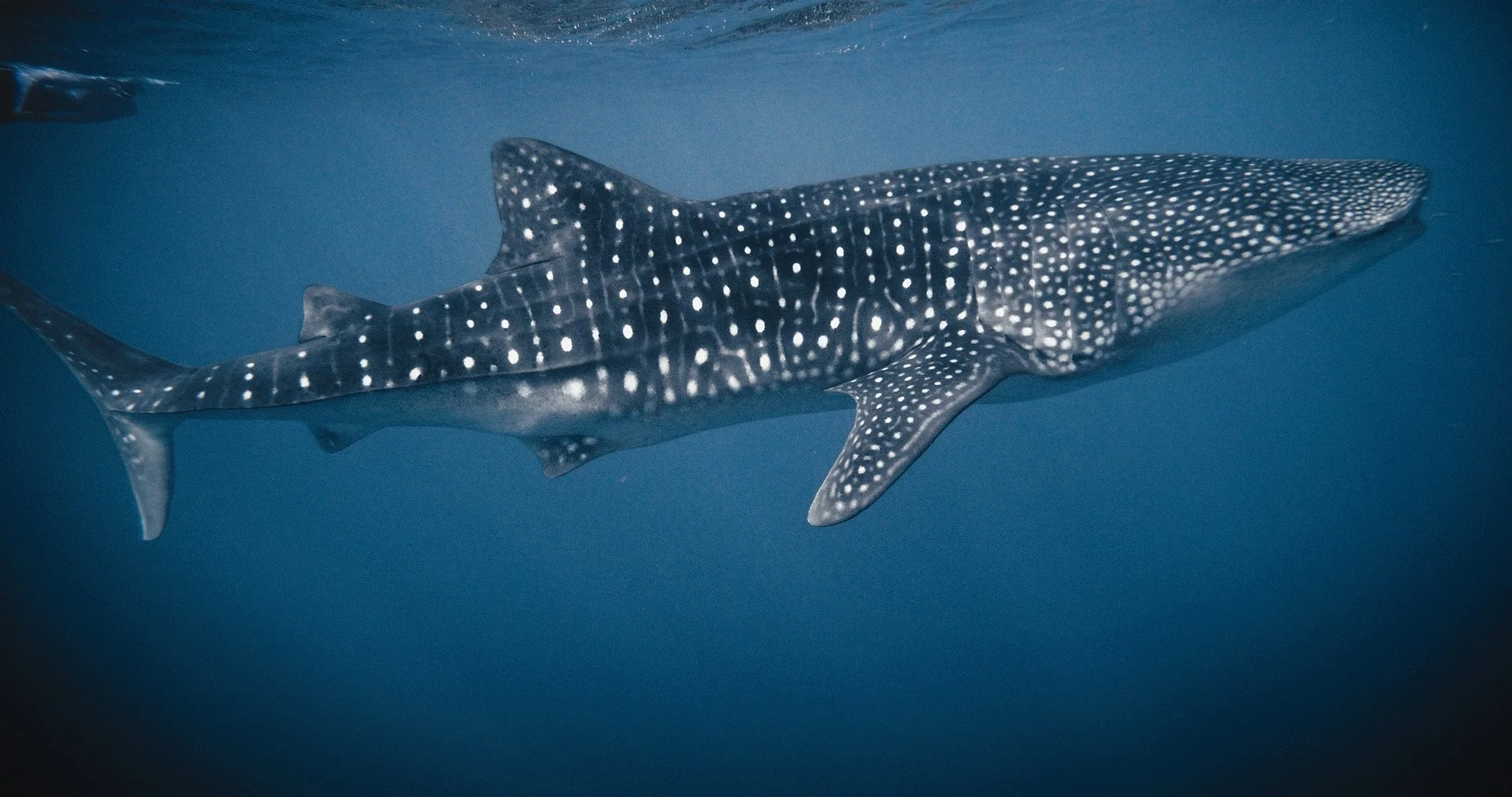 A whale shark cruising just below the surface in open blue water
