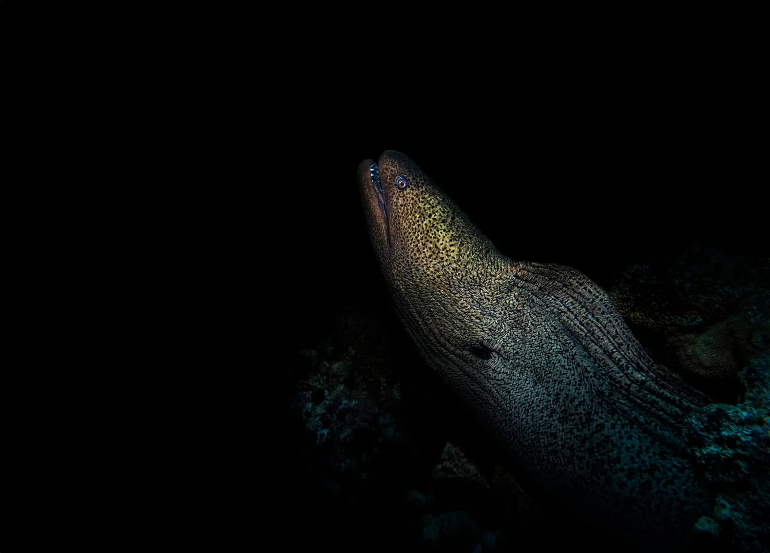 Giant Moray in the Red Sea, photographed by Yaseen El-Beltagy