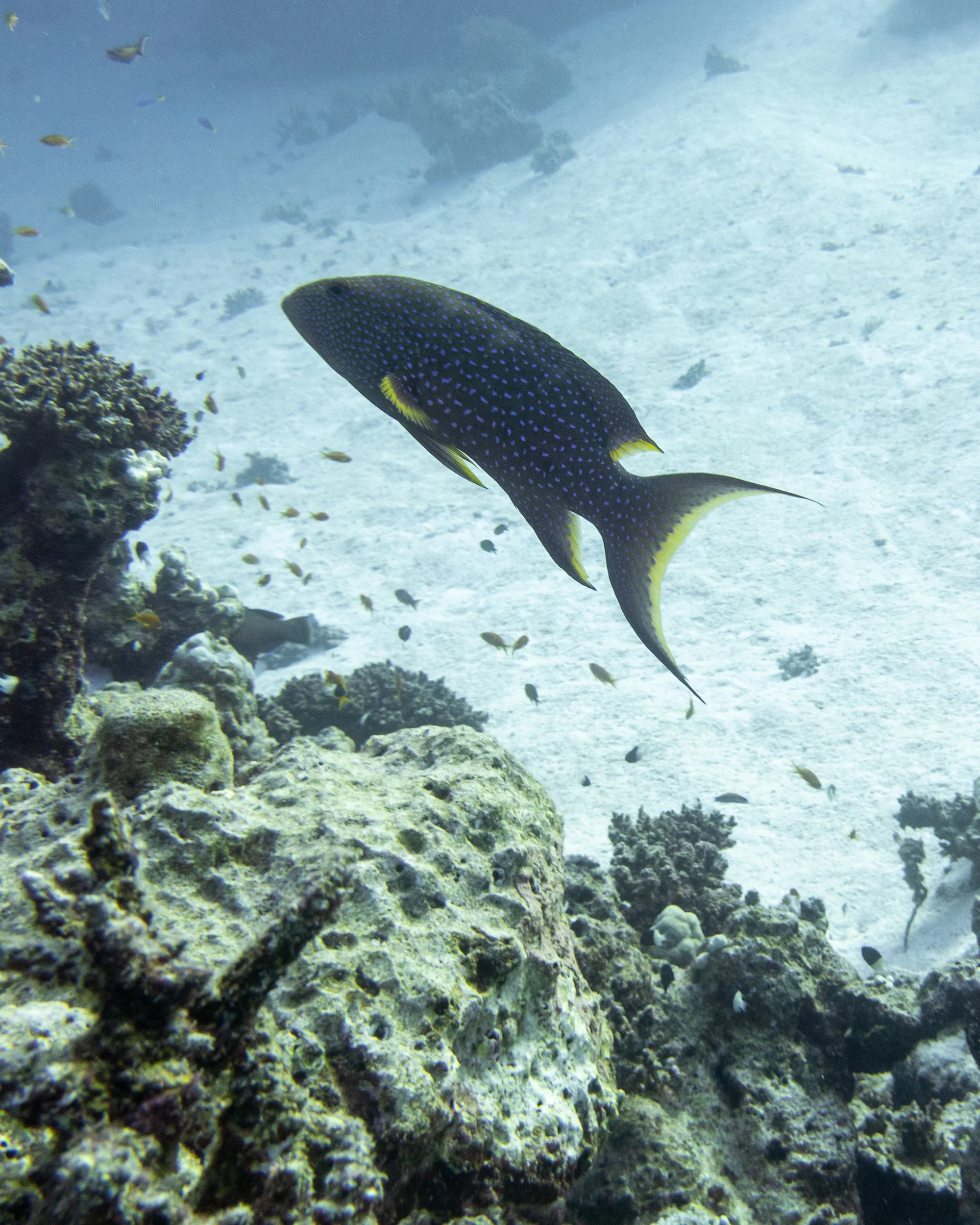 Moontail Grouper