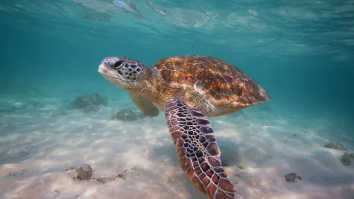 Green Turtle