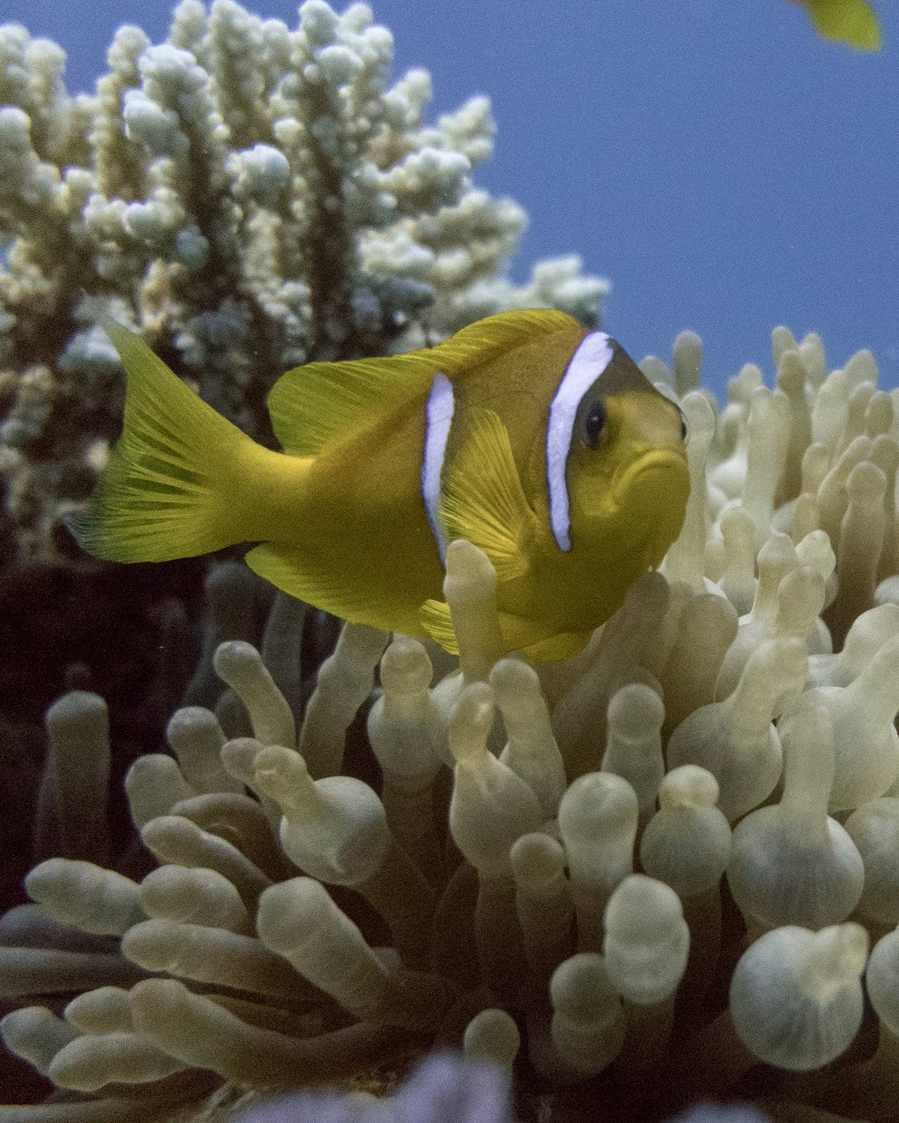 Clownfish in the Red Sea, photographed by Ali Labib