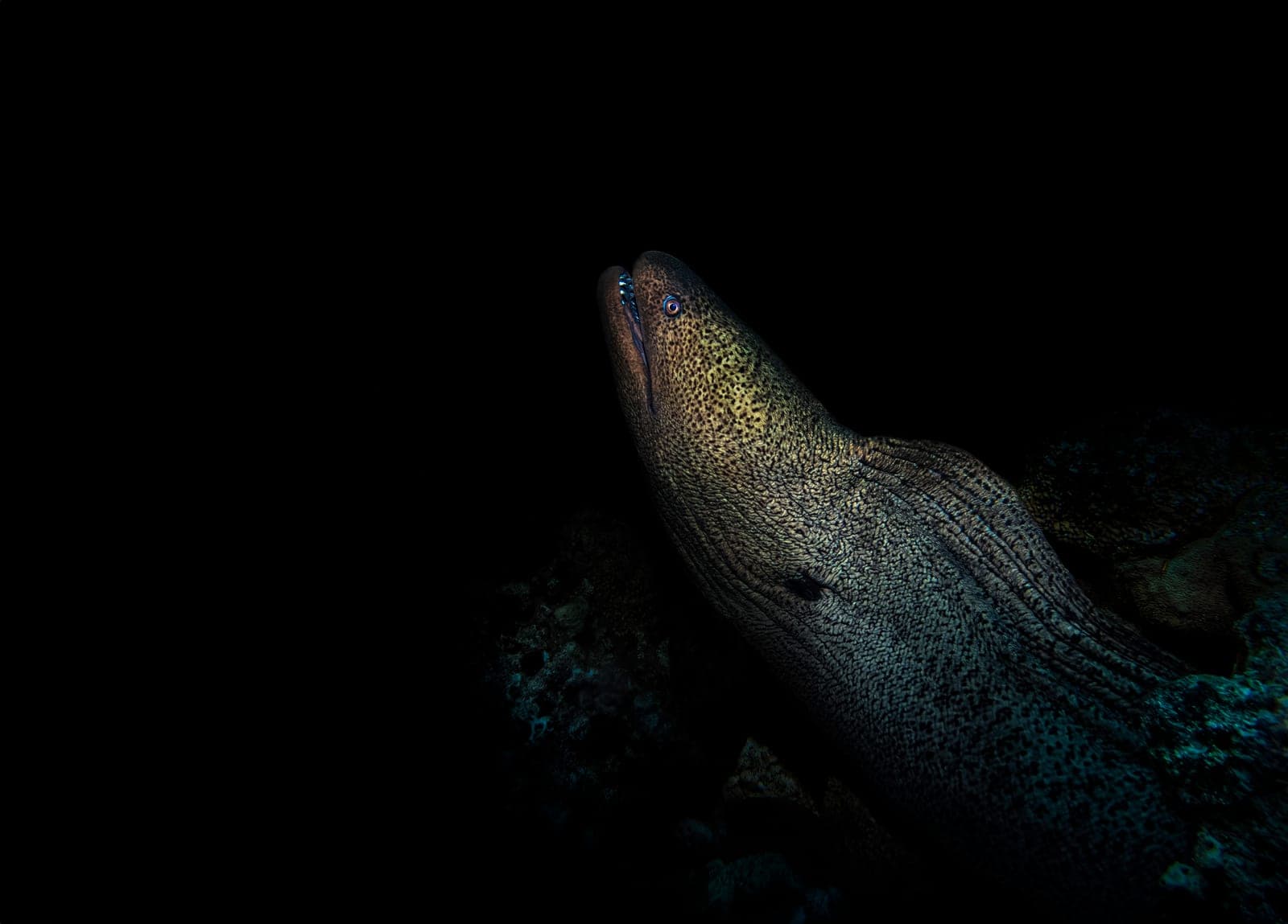 Giant Moray in the Red Sea, photographed by Yaseen El-Beltagy