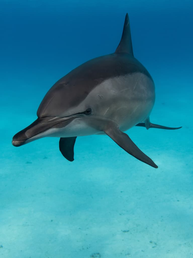 Spinner Dolphin