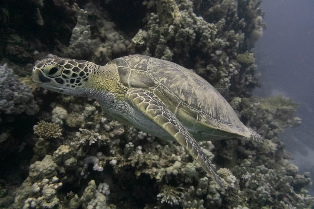 Red Sea