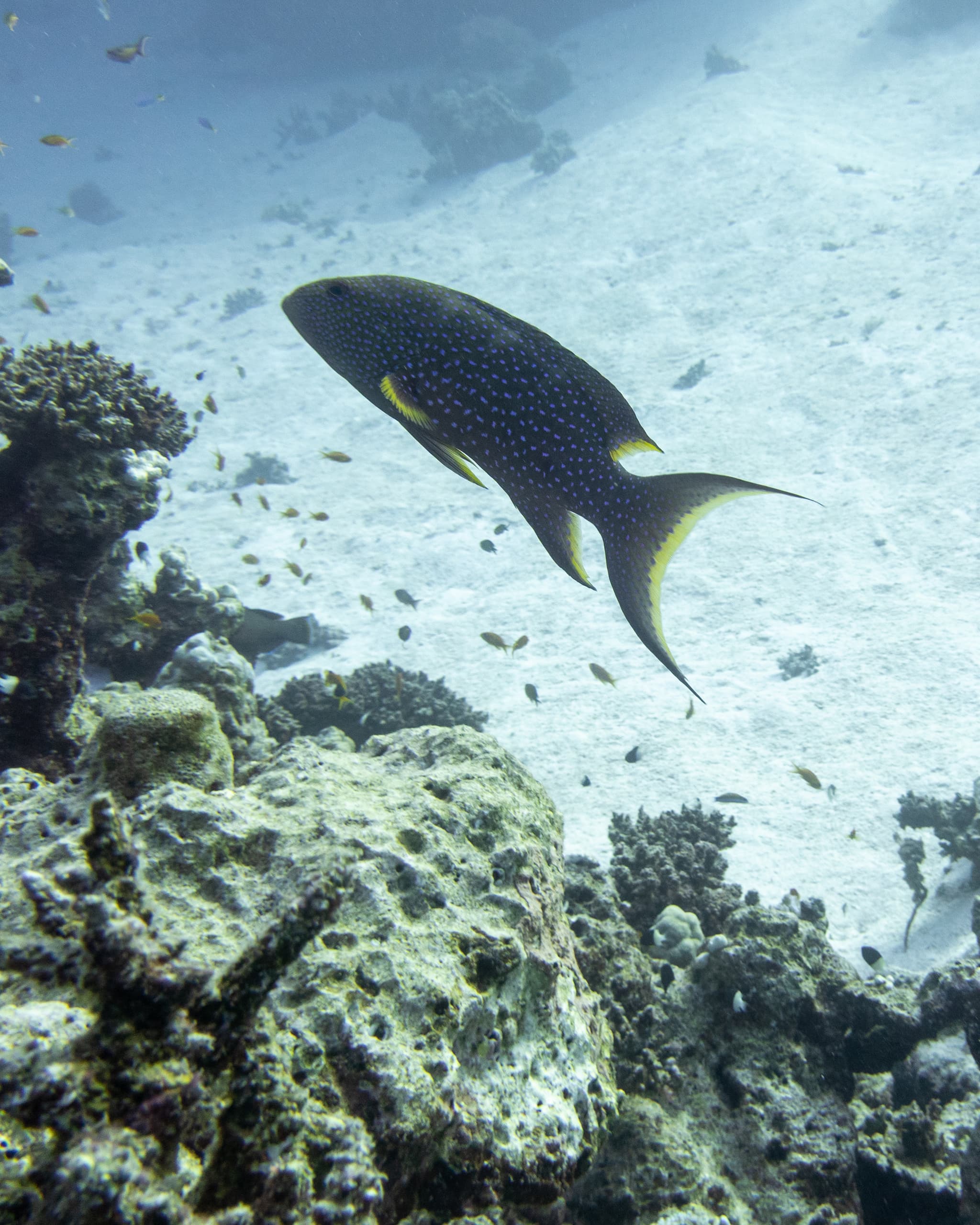 Moontail Grouper