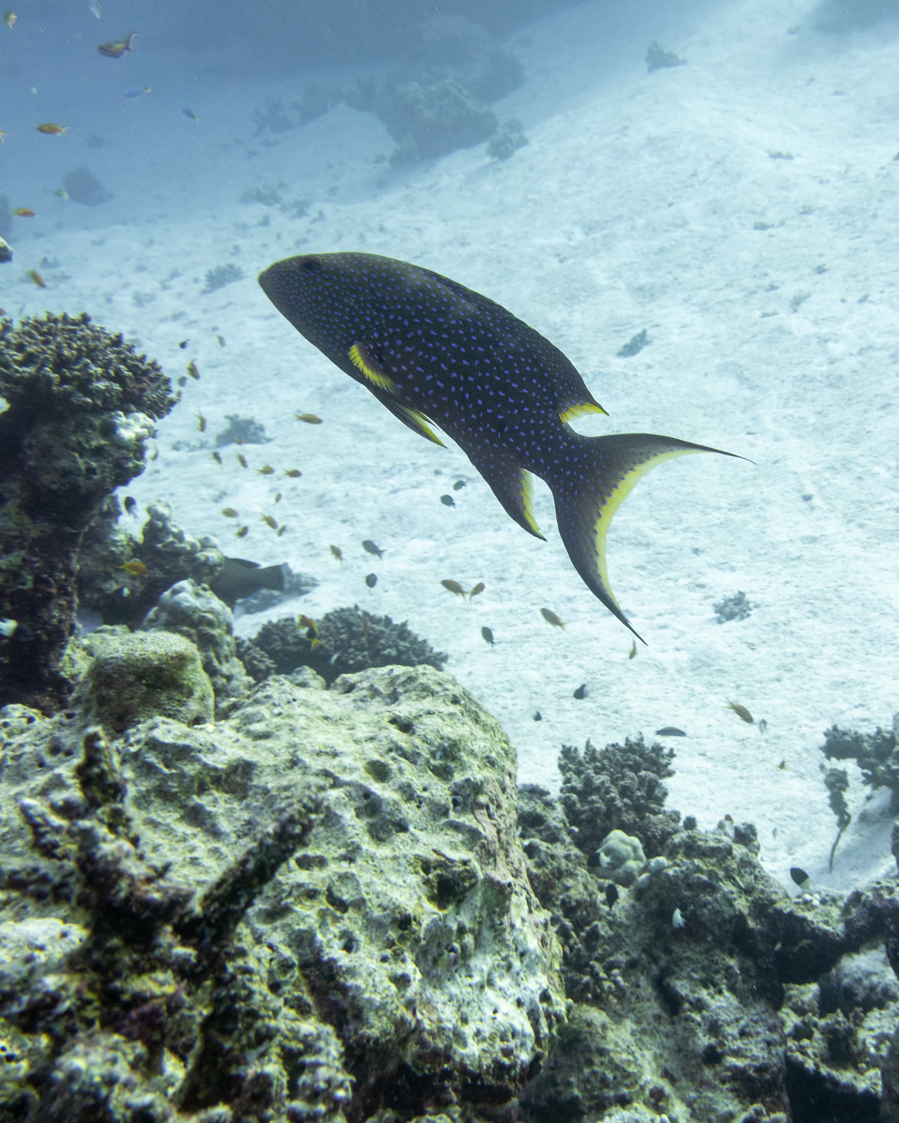 Moontail Grouper