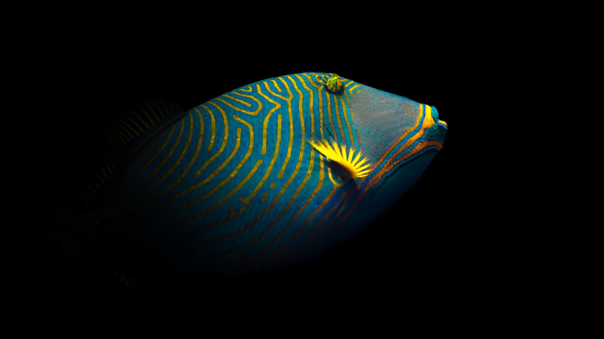 Orange-lined Triggerfish