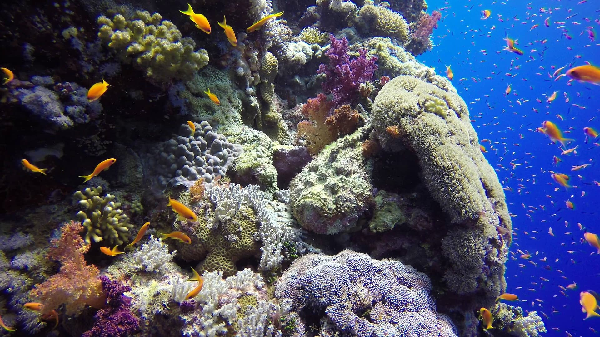 A thriving Red Sea reef, soft corals and anthias covering a pinnacle in clear blue water